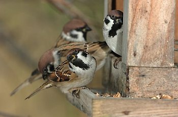 Große Preisverleihung bei den NaturVision Filmtagen Bayerischer Wald